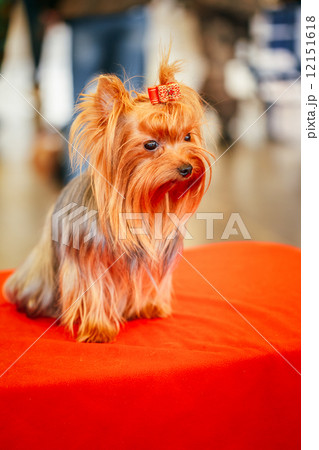 Close Up Cute Yorkshire Terrier Dog 12151618