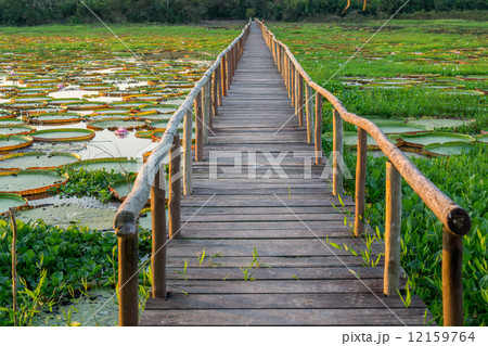 Brazilian Panantal, Victoria Regia plant and wooden footbridge 12159764