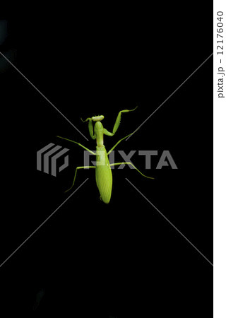 カマキリの散歩 12176040