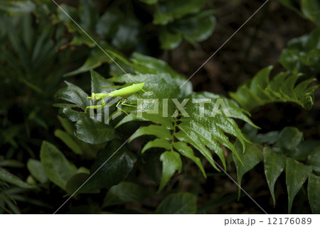 都会のカマキリ 12176089