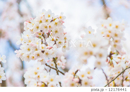 満開の桜の花（染井吉野、ソメイヨシノ） 12176441