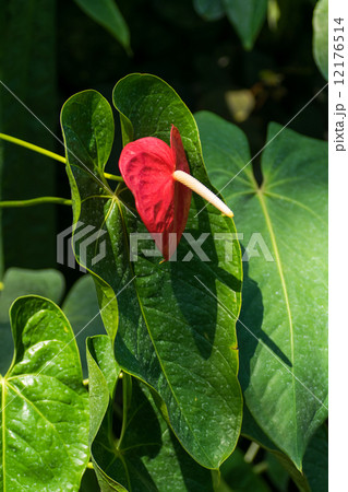 オオベニウチワ、大紅団扇、サトイモ科 12176514