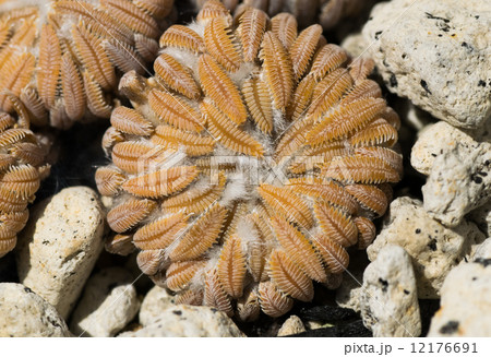 ペレキフォラ・アセリフォルミス、精巧丸、サボテン科 12176691