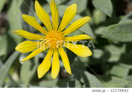 ガザニア・リゲンス,、ガザニア・レモンタルト、蛇の目勲章菊、キク科、南アフリカ 12176692