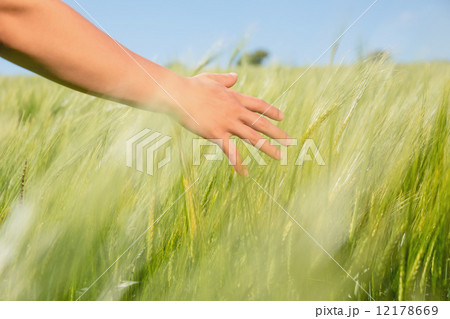 Womans hand touching wheat in field Womans hand touching wheat in field 12178669