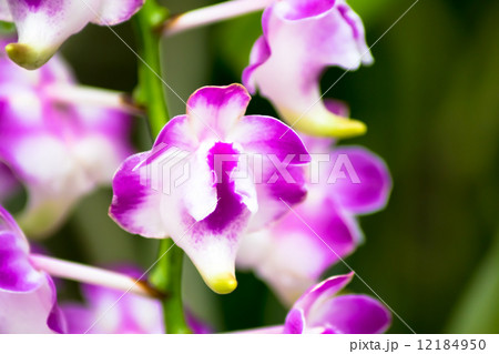 エリデス・ロレンセアエ, フィリピン 12184950