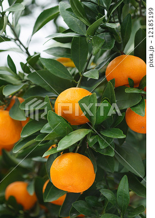 みかん みかん 12185199