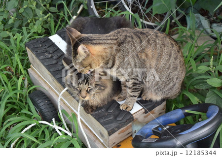 野良猫、老猫への毛づくろい 野良猫、老猫への毛づくろい 12185344