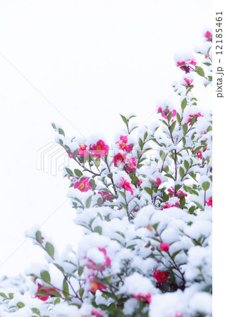 雪中椿 雪中椿 12185461