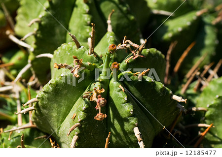 エウフォルビア、トウダイグサ科、アフリカ 12185477