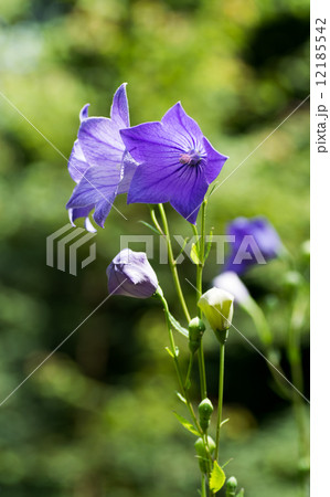 キキョウ、日本、中国、韓国、絶滅危惧Ⅱ類 VU 12185542