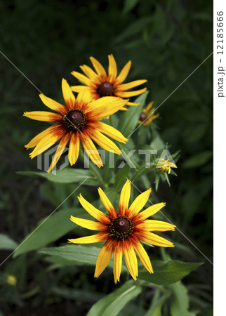 Bright yellow Rudbeckia flowers Bright yellow Rudbeckia flowers 12185666