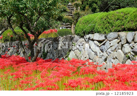 常楽寺 録事堂 境内に咲く彼岸花 常楽寺 録事堂 境内に咲く彼岸花 12185923