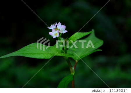 ミゾソバ ミゾソバ 12186014