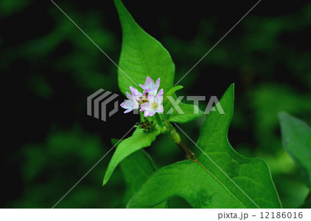 ミゾソバ ミゾソバ 12186016