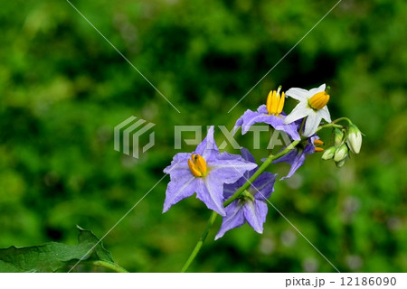 ワルナスビ ワルナスビ 12186090