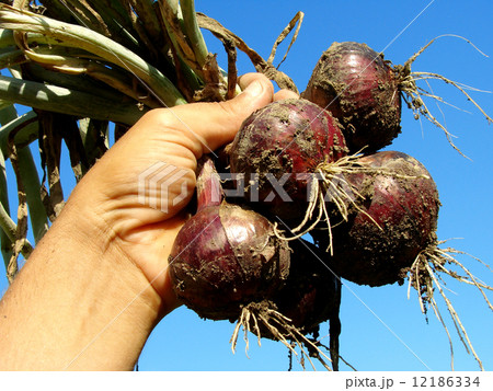 red onions bunch red onions bunch 12186334