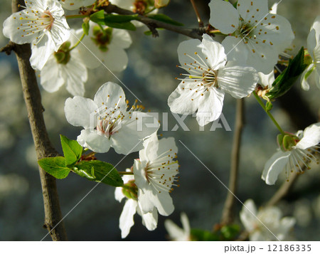 flowering flowering 12186335