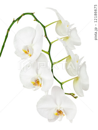 Seven day old white orchid isolated on white background. 12186675