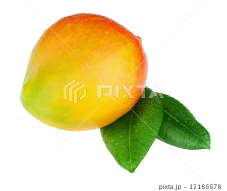 Fresh mango fruit with green leaves isolated on white background 12186678