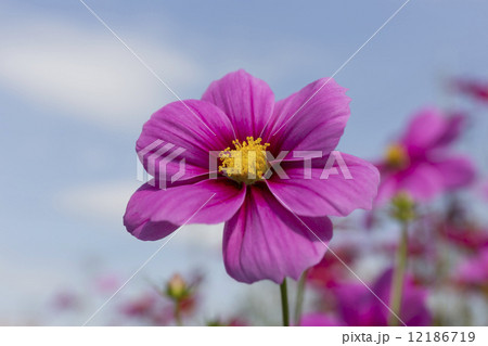 コスモス 12186719