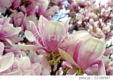Magnolia blossom Magnolia blossom 12186987