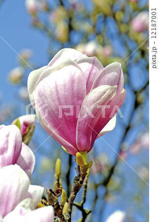 Magnolia blossom 12187001