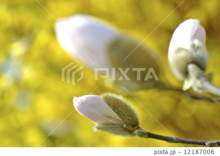 Magnolia blossom 12187006