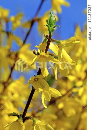 Forsythia blossom 12187087