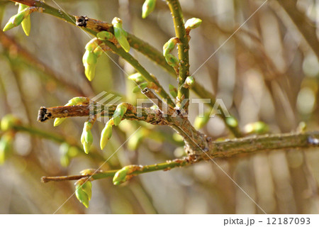 Forsythia 12187093