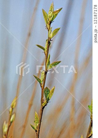 tree buds in early spring 12187178