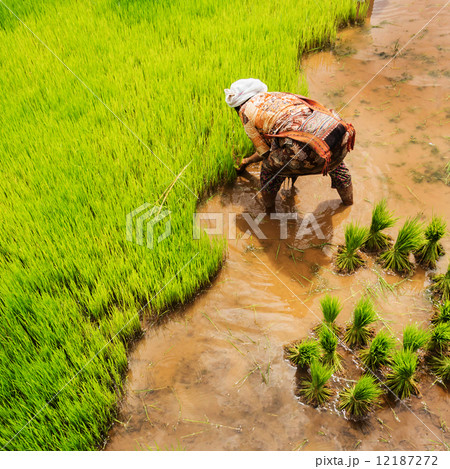 Harvesting rice 12187272
