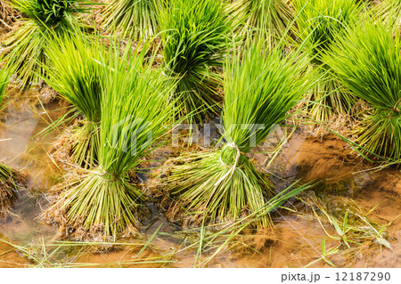 Harvesting rice 12187290