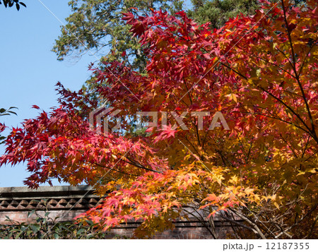 秋の紅葉1 12187355