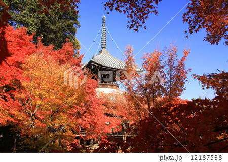 清凉寺（京都）多宝塔と紅葉 12187538