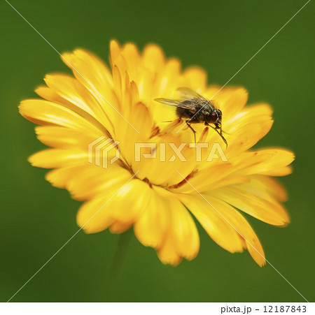 Fly On A Flower Fly On A Flower 12187843