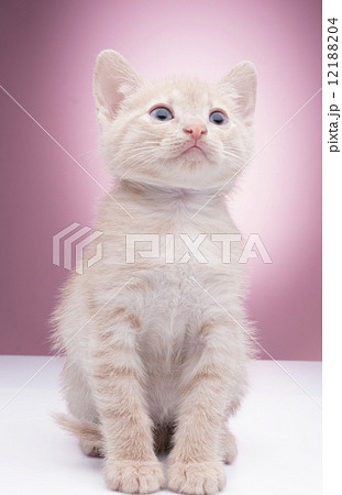 Little funny kitten Little funny kitten 12188204