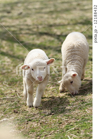 並んだ子羊 並んだ子羊 12188432
