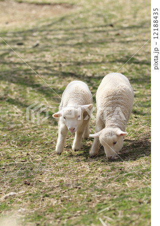子羊 12188435