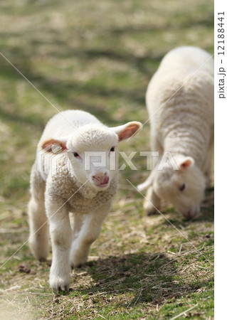 子羊 12188441