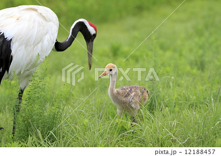 タンチョウの親子 タンチョウの親子 12188457