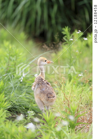 タンチョウのヒナ 12188458