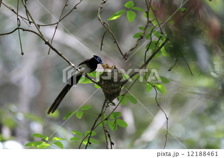 サンコウチョウ 12188461