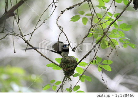 サンコウチョウ 12188466