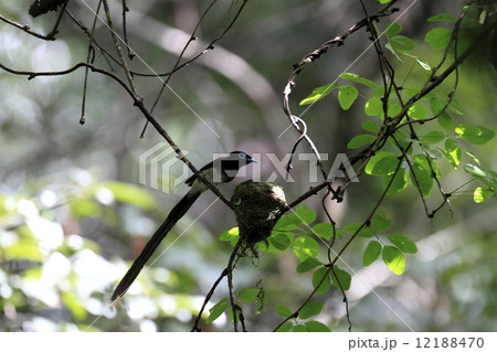 サンコウチョウ サンコウチョウ 12188470