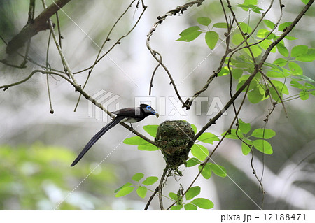 サンコウチョウ サンコウチョウ 12188471