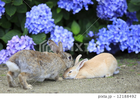 うさぎ 12188492