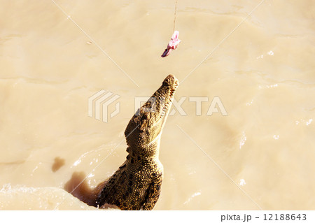 Crocodile jumping Crocodile jumping 12188643