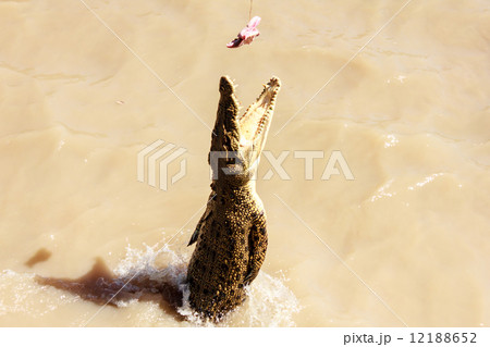 Crocodile jumping Crocodile jumping 12188652