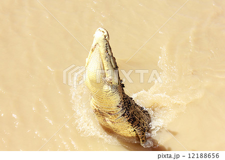 Crocodile jumping Crocodile jumping 12188656